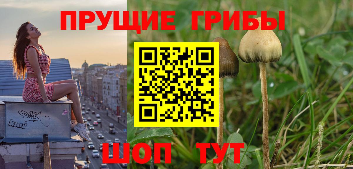 Сыктывкар  Псилоцибиновые грибы MAGIC MUSHROOMS  Галлюциногенные грибы прущие грибы  Вход с VPN 